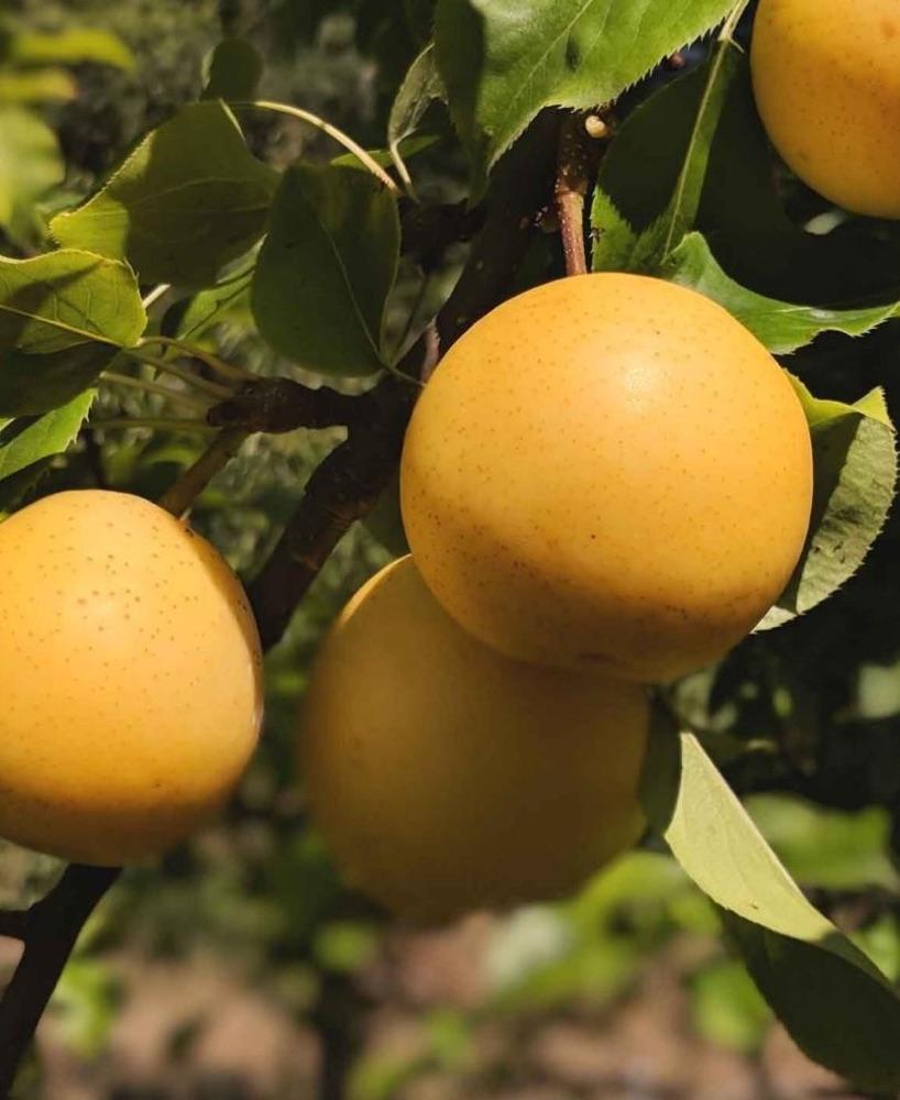 Round golden-yellow Asian pears hanging among green leaves on a branch