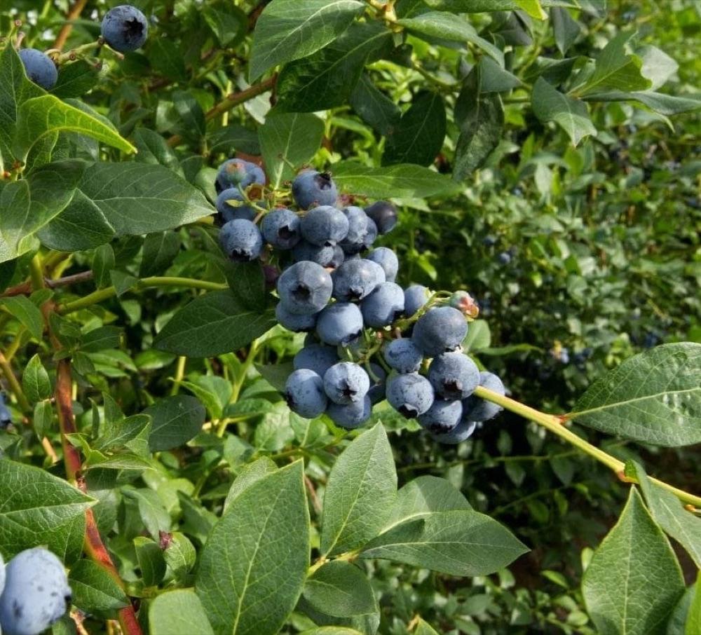 A cluster of ripe blueberries on a blueberry bush among green leaves