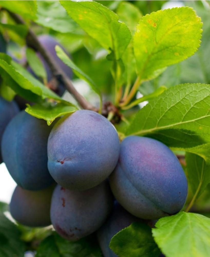 Blue-purple plums hanging among green leaves on a branch