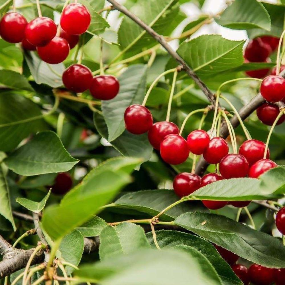 Clusters of red cherries on a branch among green leaves