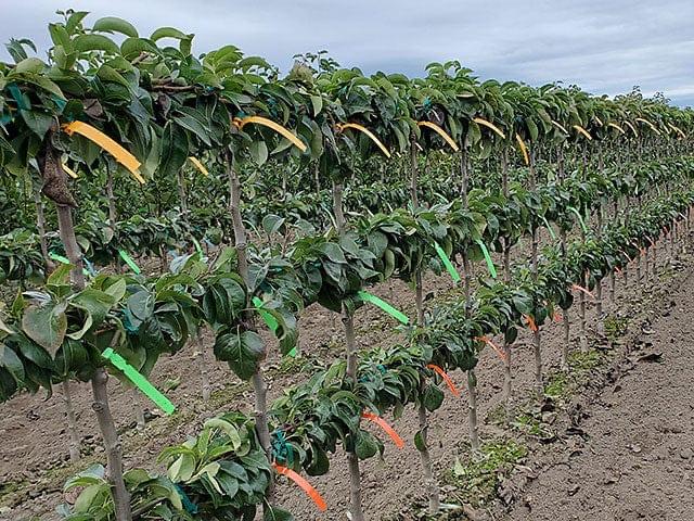 Rows of young espalier pear trees trained along wires in a field, with colored tags on the branches