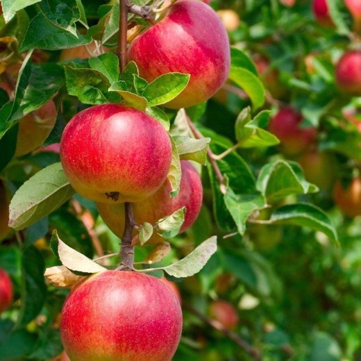 Red apples on a branch